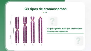 O que significa dizer que uma célula é
haplóide ou diplóide?
 