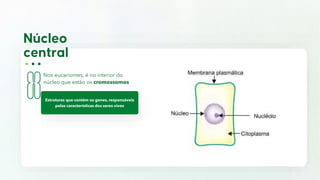 Nos eucariontes, é no interior do
núcleo que estão os cromossomos
Estruturas que contém os genes, responsáveis
pelas características dos seres vivos
 