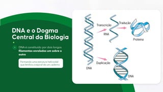 DNA é constituído por dois longos
filamentos enrolados um sobre o
outro
Formando uma estrutura helicoidal
que lembra a espiral de um caderno
 