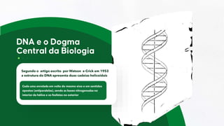Segundo o artigo escrito por Watson e Crick em 1953
a estrutura do DNA apresenta duas cadeias helicoidais
Cada uma enrolada em volta do mesmo eixo e em sentidos
opostos (antiparalelas), sendo as bases nitrogenadas no
interior da hélice e os fosfatos no exterior
 