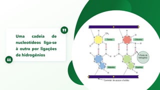 Uma cadeia de
nucleotídeos liga-se
à outra por ligações
de hidrogênios
 