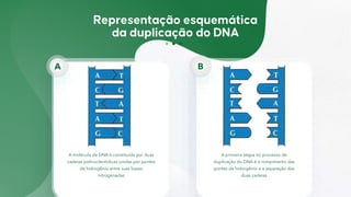 A molécula de DNA é constituída por duas
cadeias polinucleotídicas unidas por pontes
de hidrogênio entre suas bases
nitrogenadas
A
A primeira etapa no processo de
duplicação do DNA é o rompimento das
pontes de hidrogênio e a separação das
duas cadeias
B
 