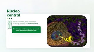Nos eucariontes, é no interior do
núcleo que estão os cromossomos
Estruturas que contém os genes, responsáveis
pelas características dos seres vivos
 