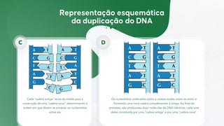 Cada "cadeia antiga" serve de molde para a
construção de uma "cadeia nova", determinando a
ordem em que devem se encaixar os nucleotídios
sobre ela
C
Os nucleotídios ordenados sobre a cadeia-molde unem-se entre si
formando uma nova cadeia complementar à antiga. Ao final do
processo, são produzidas duas moléculas de DNA idênticas, cada uma
delas constituída por uma "cadeia antiga" e por uma "cadeia nova".
D
 