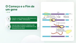 Enquanto a enzima Polimerase do RNA desloca-se no
sentido 5’– 3’, o RNAm vai formando-se
1
Logo após segue em direção ao citoplasma, onde
será interpretado no Retículo endoplasmático ou nos
ribossomos livres do citosol
2
 