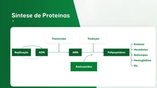 Replicação
Transcrição
ADN
Tradução
Aminoácidos
ARN Polipeptídeos
Enzimas
Hormônios
Anticorpos
Hemoglobina
Etc
 