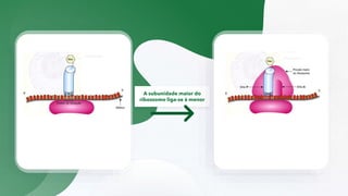 A subunidade maior do
ribossomo liga-se à menor
 