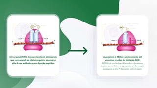 Um segundo RNAt, transportando um aminoácido
que corresponde ao códon seguinte, penetra no
sítio A e se estabelece uma ligação peptídica
Ligação com o RNAm e deslocamento até
encontrar o códon de iniciação: AUG
O RNAt da metionina é liberado, o ribossomo
desloca-se no RNAm e o peptídeo em formação
passa para o sítio P, deixando o sítio A vazio
 