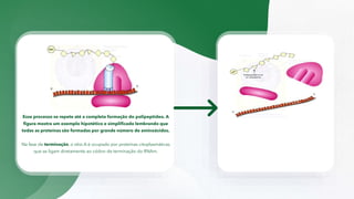Esse processo se repete até a completa formação do polipeptídeo. A
figura mostra um exemplo hipotético e simplificado lembrando que
todas as proteínas são formadas por grande número de aminoácidos.
Na fase de terminação, o sítio A é ocupado por proteínas citoplasmáticas
que se ligam diretamente ao códon de terminação do RNAm.
 