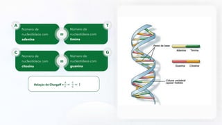 Número de
nucleotídeos com
adenina
A
Número de
nucleotídeos com
timina
T
=
Número de
nucleotídeos com
citosina
C
Número de
nucleotídeos com
guanina
G
=
Relação de Chargaff =
𝐴
𝑇
=
𝐶
𝐺
= 1
 