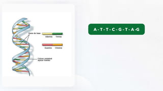 T – A – A – G – C – A – T – C
A – T – T – C – G – T – A -G
 