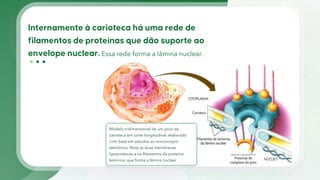 Essa rede forma a lâmina nuclear.
Modelo tridimensional de um poro da
carioteca em corte longitudinal, elaborado
com base em estudos ao microscópio
eletrônico. Note as duas membranas
lipoproteicas e os filamentos da proteína
laminina, que forma a lâmina nuclear
 