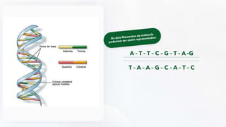 A – T – T – C – G – T – A -G
T – A – A – G – C – A – T – C
 