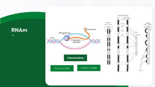 3 Nucleotídeos
Códon no DNA
Trinca do DNA
 