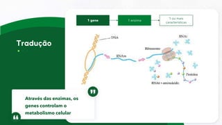 1 gene 1 enzima
1 ou mais
características
Através das enzimas, os
genes controlam o
metabolismo celular
 
