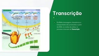 Os RNAs (mensageiro, ribossômico e
transportador) são produzidos a partir
do DNA, no núcleo da célula, no
processo chamado de Transcrição
 