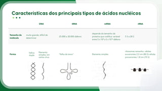 DNA tRNA mRNA rRNA
Tamanho da
molécula
muito grande; difícil de
determinar
25.000 a 30.000 dáltons
depende do tamanho da
proteína que codifica; variável
entre 5 x 104 a 5 x 1016 dáltons
5 S a 28 S
Forma “folha de trevo" filamento simples
ribosomas tamanho: células
eucariontes 2,3 nm (80 S) células
procariontes 1,8 nm (70 S)
hélice
dupla
filamento
simples, em
certos vírus
 