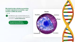 Os Telômeros são as extremidades de um
cromossomo. Para produzir essas regiões é
necessária a enzima Telomerase.
Os seguimentos de DNA dos
telômeros não possuem genes.
 