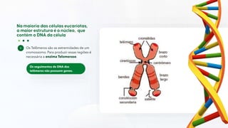 Os Telômeros são as extremidades de um
cromossomo. Para produzir essas regiões é
necessária a enzima Telomerase.
Os seguimentos de DNA dos
telômeros não possuem genes.
 