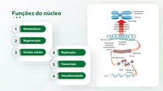Metabolismo
1
Regeneração
2
Divisão celular
3 Replicação
4
Transcrição
5
Hereditariedade
6
 