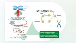 Os grãos de histonas (proteínas
presentes no DNA) com DNA enrolado
constituem os nucleossomos, que se
repetem ao longo de um cromossomo
DNA
Histona
Nucleossomo
Cromossomo
 