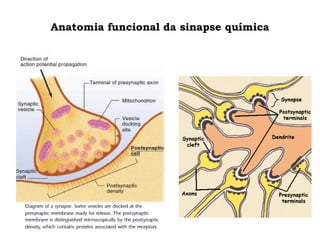 Anatomia funcional da sinapse química
 
