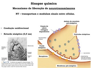 Sinapse química
Mecanismo de liberação de neurotransmissores
• Condução unidirecional
• Retardo sináptico (0,5 ms)
Receptores
Membrana pós-sináptica
Vesículas sinápticas
Axônio do neurônio
pré-sináptico
Fenda
sináptica
Canais de
cálcio
voltagem
dependentes
NT – transportam e modulam sinais entre células.
 