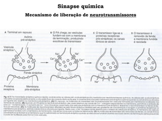Sinapse química
Mecanismo de liberação de neurotransmissores
 