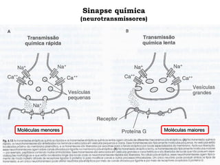 Sinapse química
(neurotransmissores)
Moléculas menores Moléculas maiores
 