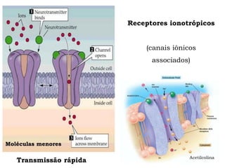 Receptores ionotrópicos
(canais iônicos
associados)
Moléculas menores
Transmissão rápida Acetilcolina
 