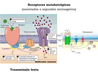 Receptores metabotrópicos
(associados a segundos mensageiros)
Transmissão lenta
Moléculas maiores
Glutamato
 