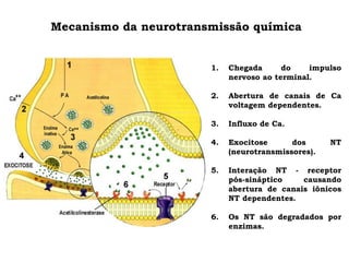 Mecanismo da neurotransmissão química
1. Chegada do impulso
nervoso ao terminal.
2. Abertura de canais de Ca
voltagem dependentes.
3. Influxo de Ca.
4. Exocitose dos NT
(neurotransmissores).
5. Interação NT - receptor
pós-sináptico causando
abertura de canais iônicos
NT dependentes.
6. Os NT são degradados por
enzimas.
 