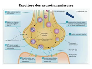 Exocitose dos neurotransmissores
 