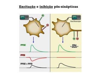 Excitação e inibição pós-sinápticas
 