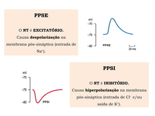 PPSE
O NT é EXCITATÓRIO.
Causa despolarização na
membrana pós-sináptica (entrada de
Na+).
PPSI
O NT é INIBITÓRIO.
Causa hiperpolarização na membrana
pós-sináptica (entrada de Cl- e/ou
saída de K+).
 