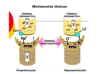 Despolarização Hiperpolarização
Movimentos iônicos
 