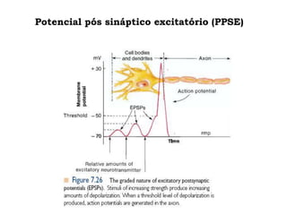 Potencial pós sináptico excitatório (PPSE)
 