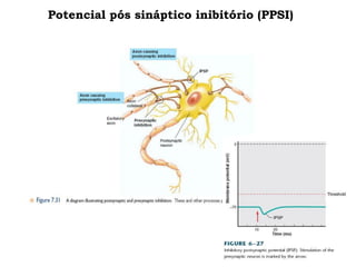Potencial pós sináptico inibitório (PPSI)
 