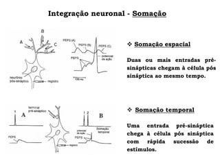 Integração neuronal - Somação
❖ Somação espacial
Duas ou mais entradas pré-
sinápticas chegam à célula pós
sináptica ao mesmo tempo.
❖ Somação temporal
Uma entrada pré-sináptica
chega à célula pós sináptica
com rápida sucessão de
estímulos.
 