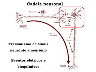 Cadeia neuronal
Transmissão de sinais
neurônio a neurônio
Eventos elétricos e
bioquímicos
 