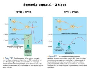 PPSE + PPSE PPSI + PPSE
Somação espacial – 2 tipos
 