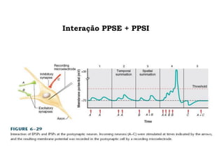 Interação PPSE + PPSI
 