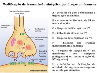 Modificação da transmissão sináptica por drogas ou doenças
A – perda de NT para o citoplasma e
degradação enzimática
B – aumento da liberação de NT na
fenda sináptica
C – bloqueio da liberação do NT
D – inibição da síntese do NT
E – bloqueio da recaptação do NT
F - bloqueio das enzimas
metabolizadoras na fenda
G - bloqueio da ligação do NT na
membrana pós sináptica
(antagonista) ou imitar a ação do
NT (agonista)
H - inibição ou facilitação da
atividade de segundo mensageiros
na célula pós sináptica
 