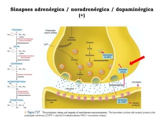 Sinapses adrenérgica / noradrenérgica / dopaminérgica
(+)
 