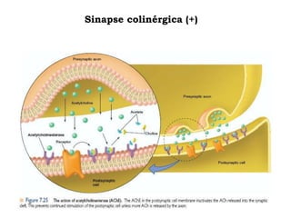 Sinapse colinérgica (+)
 