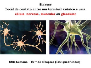 Sinapse
Local de contato entre um terminal axônico e uma
célula nervosa, muscular ou glandular
SNC humano - 1014 de sinapses (100 quadrilhões)
 