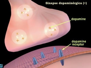 Sinapse dopaminérgica (+)
 