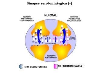 Sinapse serotoninérgica (+)
 