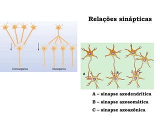 Relações sinápticas
A – sinapse axodendrítica
B – sinapse axosomática
C – sinapse axoaxônica
 