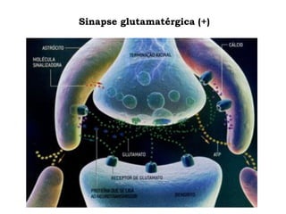 Sinapse glutamatérgica (+)
 